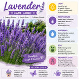 Lavender Provence Plant, Lavender Herb Plant, 4-9 Inch Tall, 3.5 Inch Pot