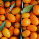 Orange Kumquat Tree Plant Live, Live Starter Plant, 2-3 Ft Tall