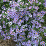 Set 2 Lilac Blue Aster Starter Plant, Live Aster Plant 3-5" Tall