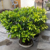 Set 2 Cuban Gold Duranta Live Plants, 4-7 Inch Tall