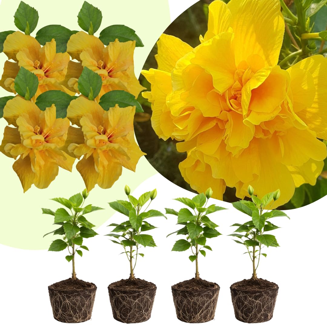 4 Double Yellow Hibiscus Live Plants, Hibiscus Flower, Patio Container Plant, 4-8 Inch Tall