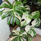 Variegated Monstera Plant, Constellation Monstera, 4-6 Inch Tall