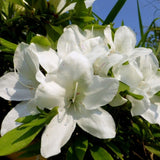 White Azalea Flower Plant, 5-10 Inches Height