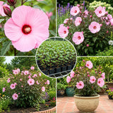 2 Hardy Light Pink Hibiscus Plant Live, Tropical Flower Shrub, 4-6" Tall