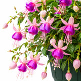 Purple White Fuchsia Plant Live in 5'' Pot, Hanging Fuchsia Flowers Bush Shrub for Hanging Basket, Hardy Indoor Outdoor Flowering Plant, 4–8 Inch Tall Starter Plants