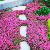 300 Pink Creeping Thyme Seeds for Planting, Live Starter Plant