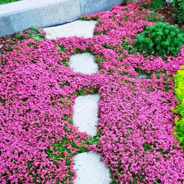 300 Pink Creeping Thyme Seeds for Planting, Live Starter Plant