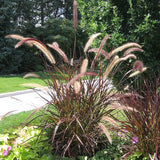 Combo 2 Red Fountain Grass Live Plants 4-6 Inch