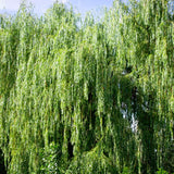 4 Willow Trees Live, 12-24 Inch Tall