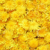 Yellow Dandelion Herb Live Plant, Herb Plant, 4-6 Inch Tall, 4 Inch Pot