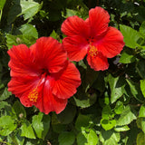 4 Deep Red Hibiscus Live Plants, Hibiscus Flower, Patio Container Plant, 4-8 Inch Tall