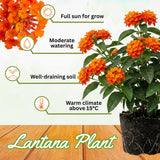 2 Bright Orange Lantana Plants Live, Lantana Flower Plant, 4-6 Inches Tall