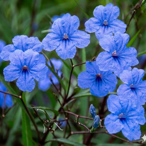 6 Blue Live Petunia Plants, Ready to Grow Plant, 5-7 Inch Tall