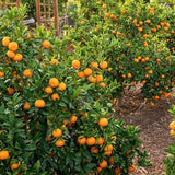 Tangerine Live Tree, Mandarin Citrus Fruit Tree, 2-3 Ft Tall, 1 Gal Pot