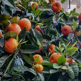 Blood Orange Live Plant in 1 Gallon Pot, 24–30 Inch Tall