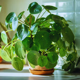 Money Live Plant, Pilea Peperomioides Houseplant, 2 Inch Pot