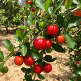 Barbados Cherry Tree Live Plant, Barbados Cherry Tree, 4-7 Inch Tall