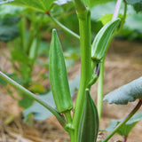 2 Green Okra Live Plants, Backyard Garden Seedling, 5 Inch Tall