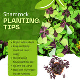 Green Shamrock Oxalis Live Plant, Indoor Decor Plant, 3.5 Inch Pot