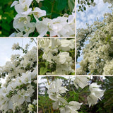 Set 2 White Bougainvillea Live Plant 5-7 Inch Tall