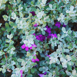 4 Salvia Sage Live Plants, Hardy Flower Plant, 4-6 Inch Tall