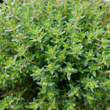 2 Thyme Live Plants, Outdoor Garden Plant, 4-6 Inch Tall