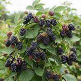 2 High Yields Black Berry Plants Live, Live Starter Plant, 4-6 Inch Tall