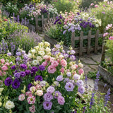 Mix Color Lisianthus Plant, Eustoma Lisianthus Flowers in Plug, 3-5'' Tall