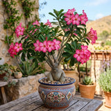 Pink Desert Rose Plant Live, Succulent Houseplant, 4-7 Inch Tall