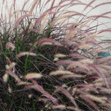 Combo 2 Red Fountain Grass Live Plants 4-6 Inch