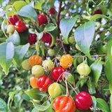 Sweet Live Cherry Fruit Plant, Home Garden Plant, 4-6 Inch Tall