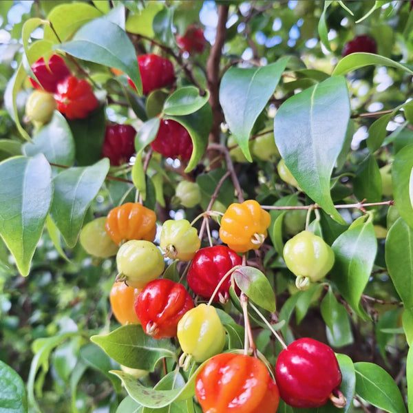 Sweet Live Cherry Fruit Plant, Home Garden Plant, 4-6 Inch Tall