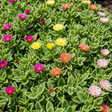 Assorted Ice Plant Succulent Live Plant, Garden Ground Cover, 4 Inch Pot
