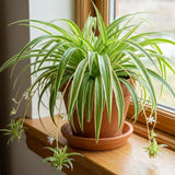 Variegated Spider Plant Live, Indoor Plant, 4-6 Inch Tall, 4 Inch Pot