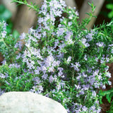 Rosemary Live Plant, Indoor Outdoor Herb Plant, 5-7 Inch Tall, 4 Inch Pot