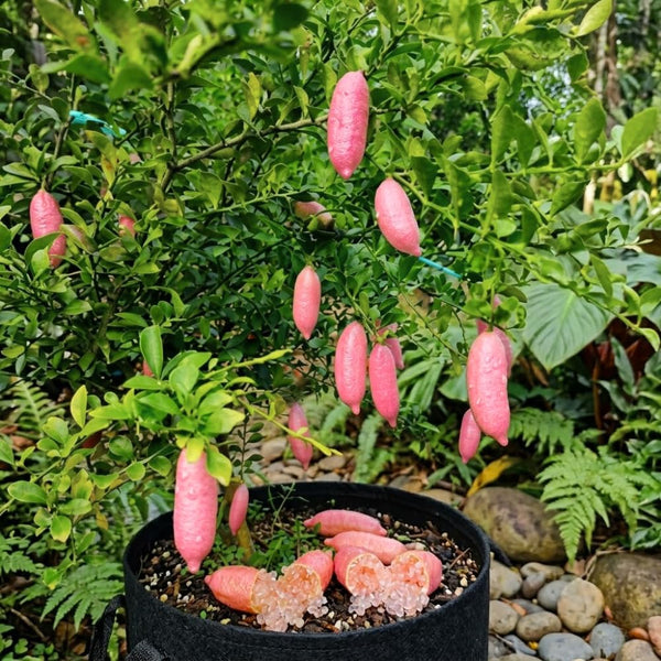 Pink Finger Lime Tree Live Plant, Citrus Plant, 1-2 Ft Tall, 3 Gallon Pot