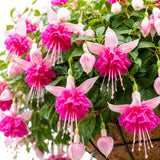 Double Pink Fuchsia Plant Live in 5'' Pot, Hanging Fuchsia Flowers Bush Shrub for Hanging Basket, Hardy Indoor Outdoor Flowering Plant, 4–8 Inch Tall Starter Plants