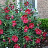 Pack 2 Bright Red Hibiscus Plant Live 4-7" Tall