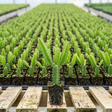 2 White Dragonfruit Live Plants, Dragon Fruit Live, 3-6 Inch Tall