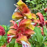 2 Red Shrimp Live Plants, Indoor Outdoor Plant, 4-7 Inch Tall
