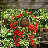 2 Red Epiphyllum Plants Live, Well-Rooted Orchid Cactus