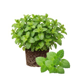 2 Peppermint Plants Live, Fragrant Culinary Herb, 4-5 Inch Tall