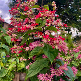 4 Red Bleeding Heart Live Plants, Home Garden Plant, 4-6 Inch Tall