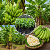 Dwarf Cavendish Banana Tree, Sweet Fruit Tree, 4-8 Inch Tall, 4 Inch Pot