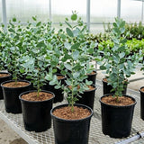Silver Eucalyptus Tree Plant Live, Foliage Tree, 3-6 Inch Tall, 4 Inch Pot
