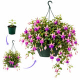 Purple White Fuchsia Plant Live in 5'' Pot, Hanging Fuchsia Flowers Bush Shrub for Hanging Basket, Hardy Indoor Outdoor Flowering Plant, 4–8 Inch Tall Starter Plants