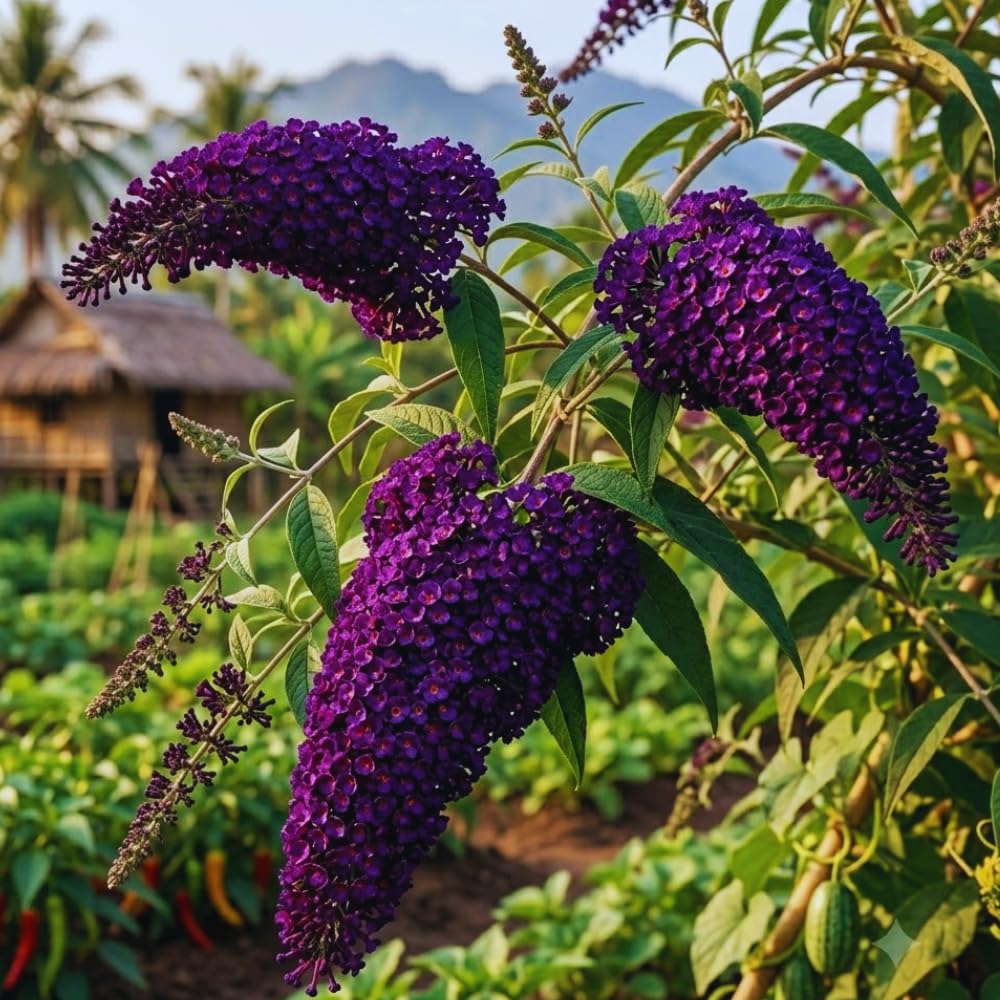 Purple Butterfly Bush Plant Live, Outdoor Garden Shrub, 3-5 Inch Tall