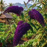 Purple Butterfly Bush Plant Live, Outdoor Garden Shrub, 3-5 Inch Tall