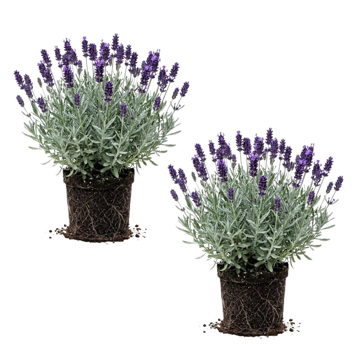2 Creek Live Lavender Plants, Live Starter Plant, 4-7 Inch Tall