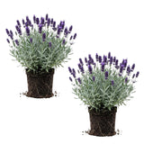 2 Creek Live Lavender Plants, Live Starter Plant, 4-7 Inch Tall